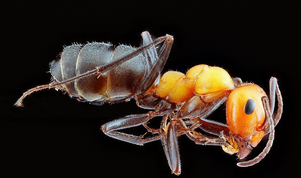 Ant Control service in Houma, LA