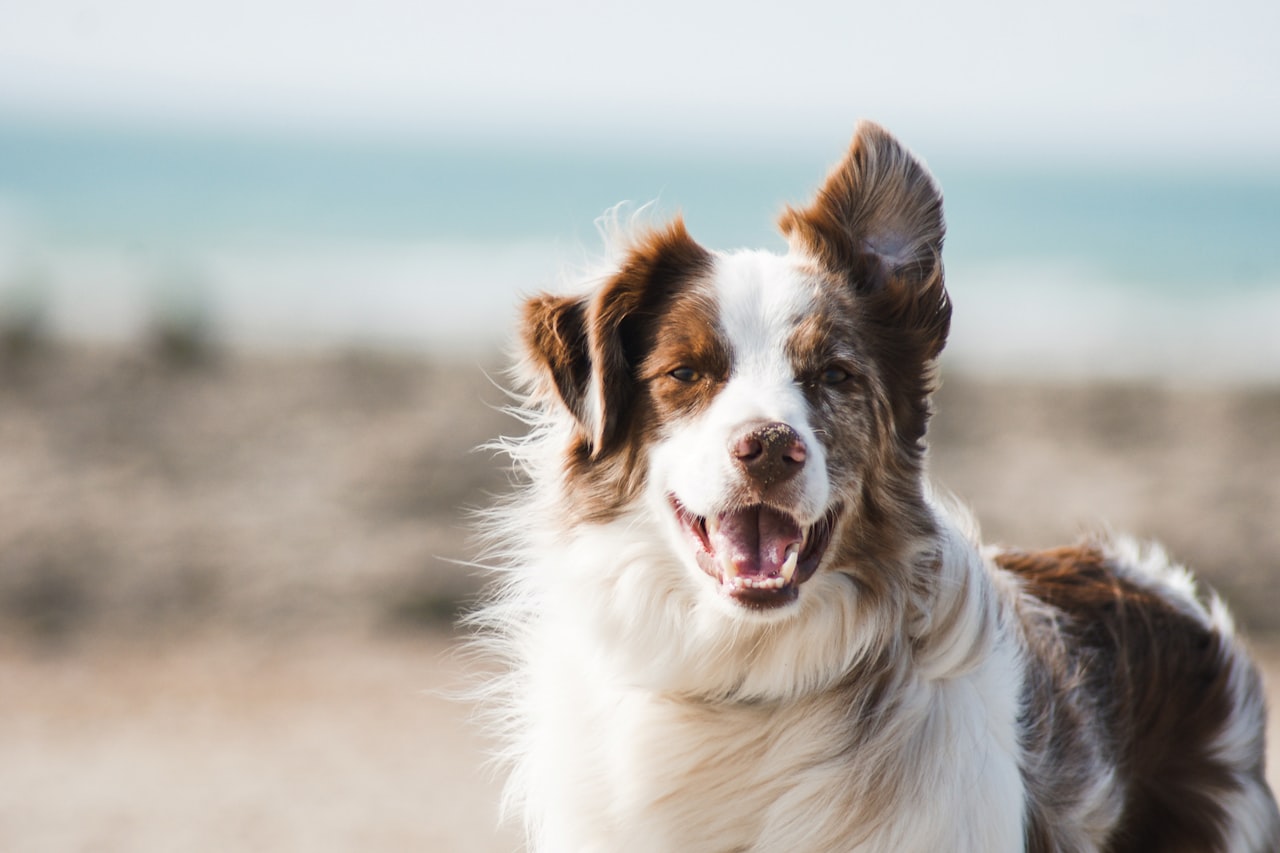 Flea & Tick Control service in Houma, LA