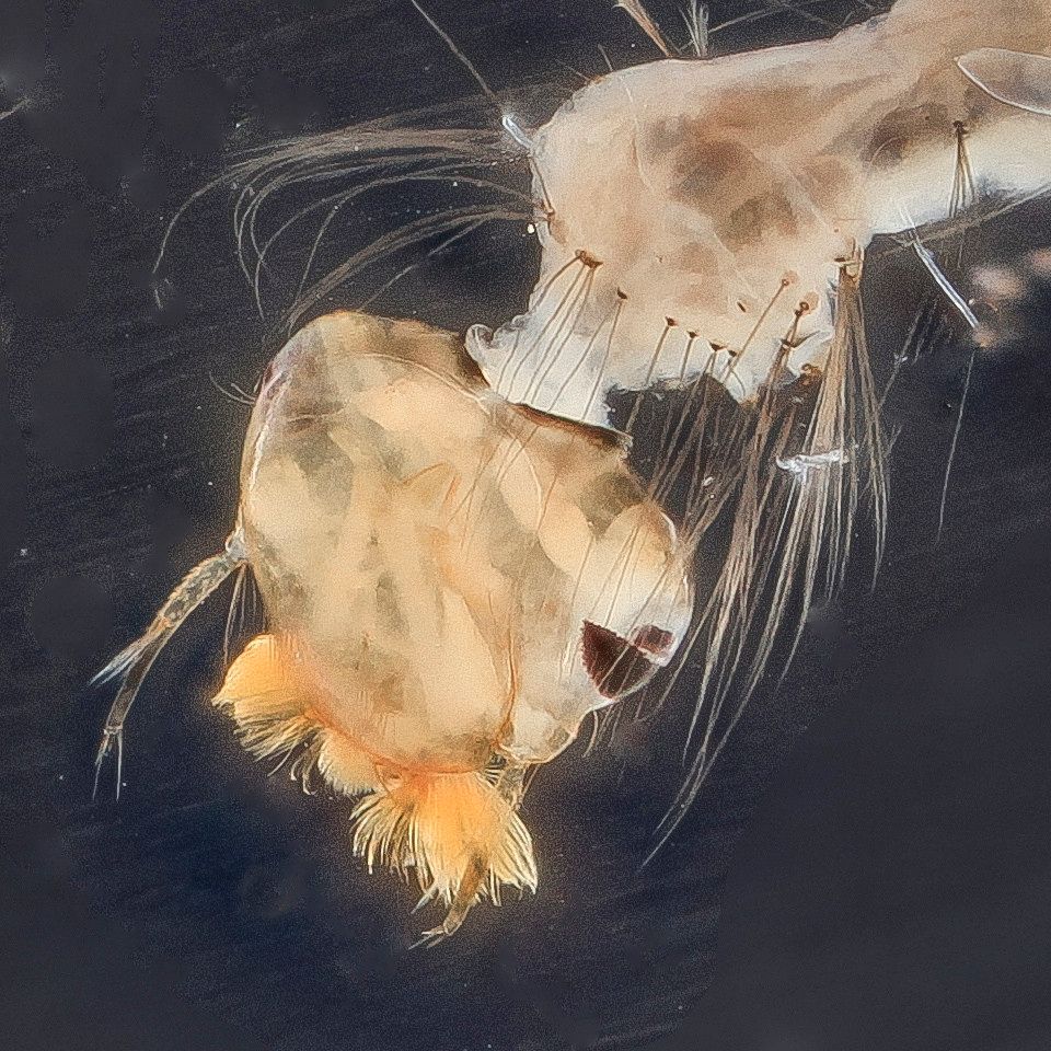 Mosquito Control service in Houma, LA