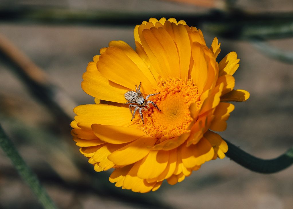 Spider Control service in Houma, LA